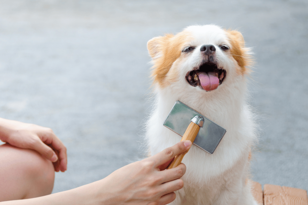 groom a dog brush