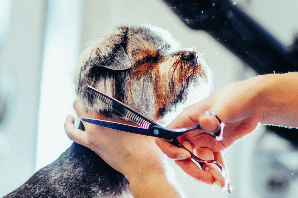 how to groom a dog with clippers