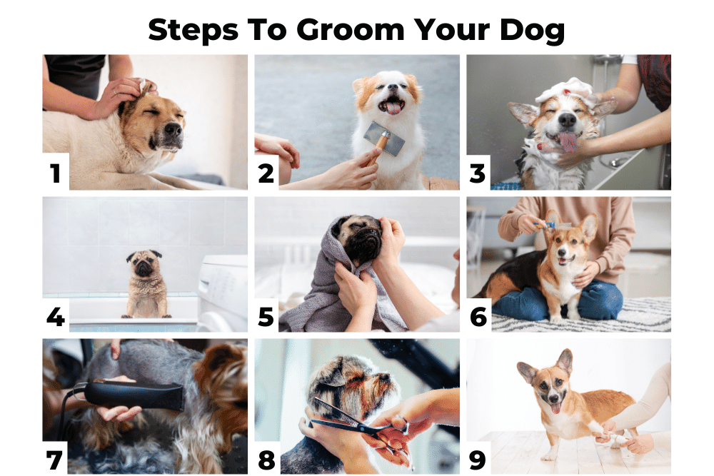 steps to groom your dog