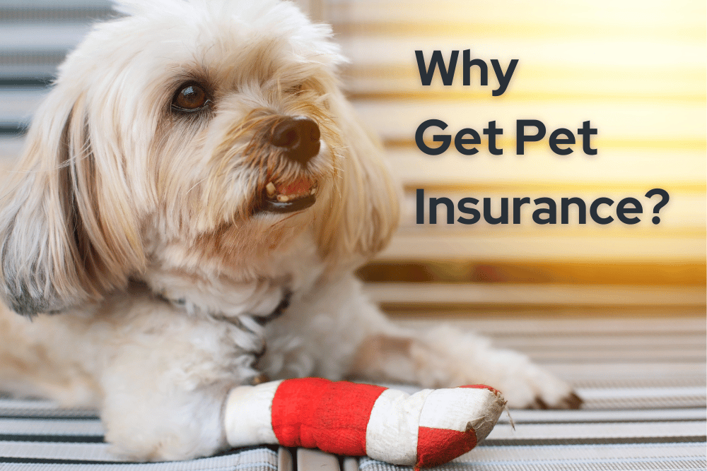 why-pet-insurance-for-dogs