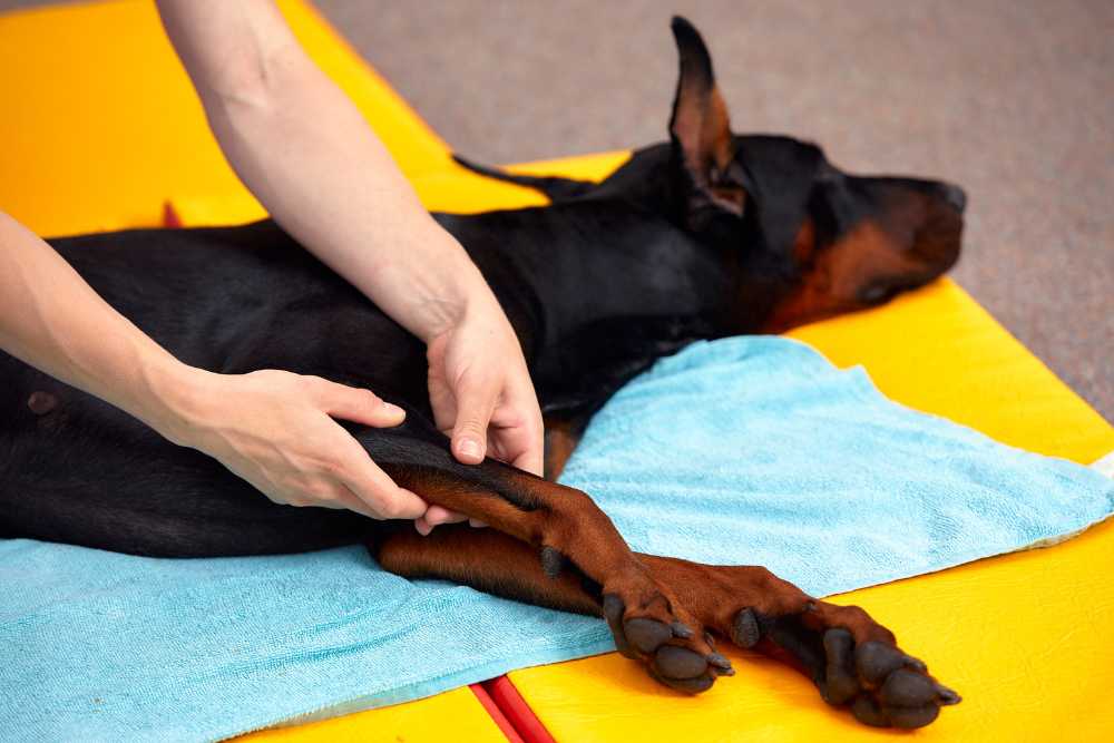 holistic pet care massage