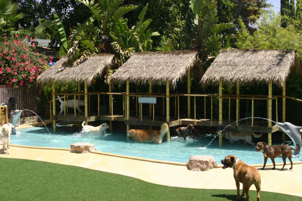 luxury pet hotels paradise ranch