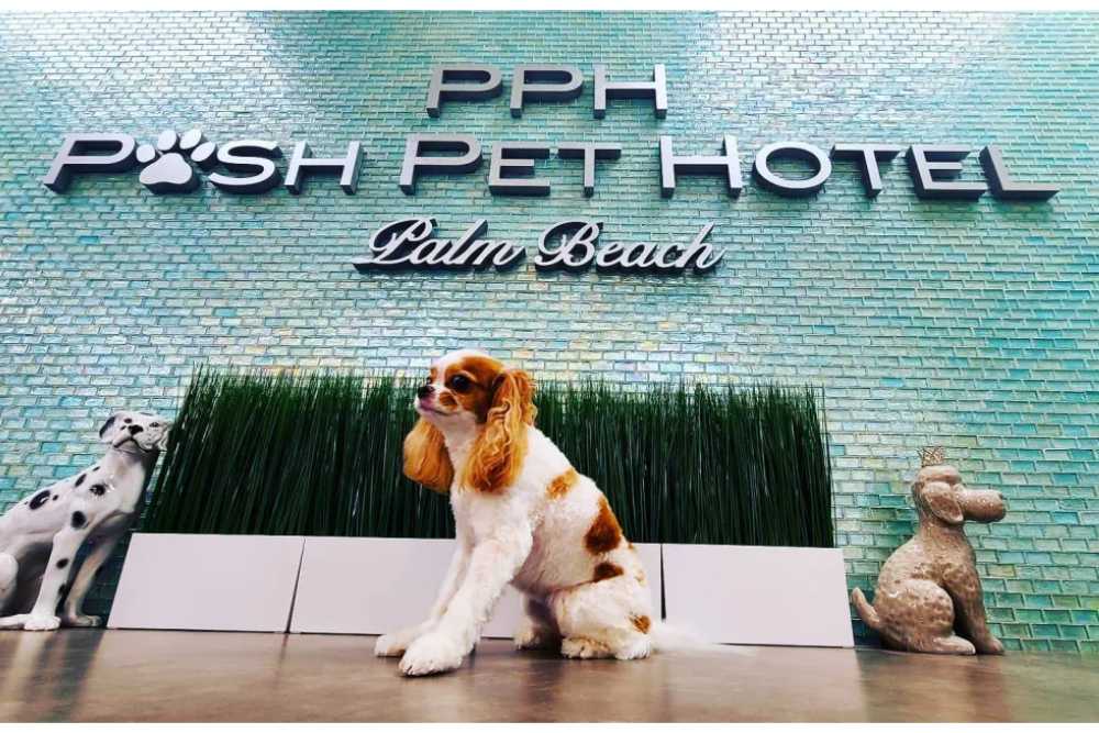 luxury pet hotels