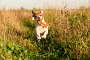 How Much Exercise Does My Dog Need? A Detailed Guide To Exercising Your Dog