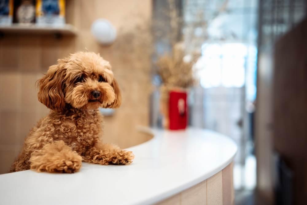 Top 10 Luxury Pet Hotels in the USA
