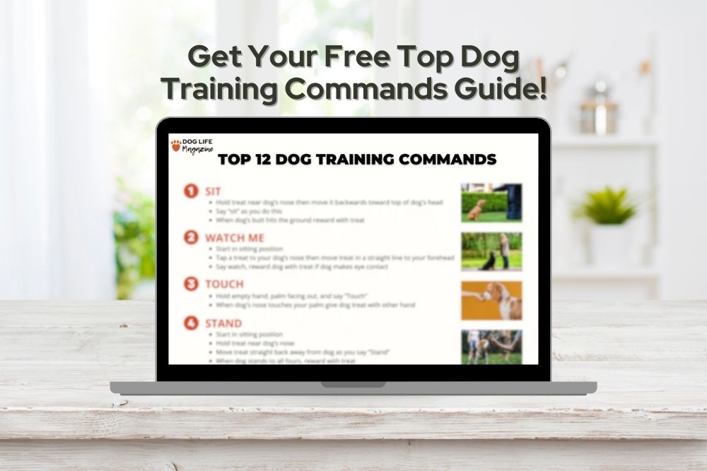 top dog training commands