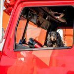 best dog breeds for truckers