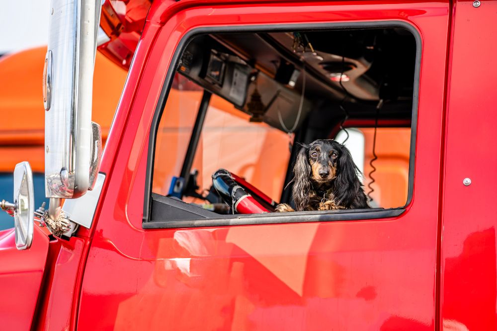 Best Dog Breeds For Truckers Taking Their Dog On The Road
