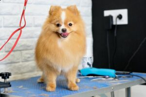 How To Make A DIY Dog Grooming Station At Home