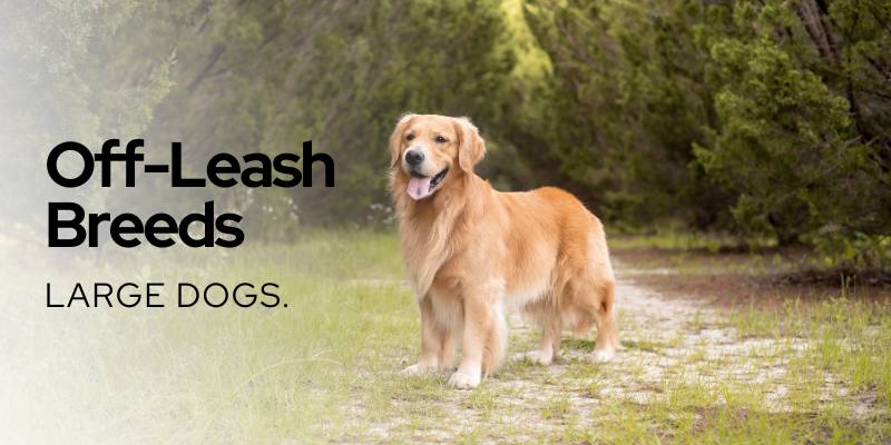 off leash dog breed