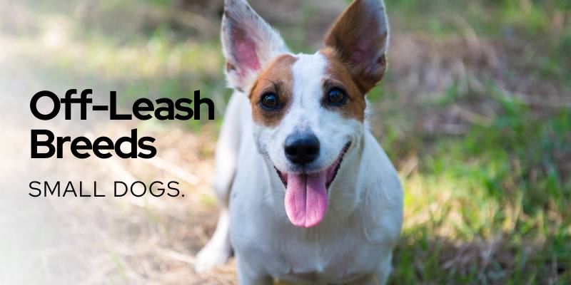 off leash dog breed