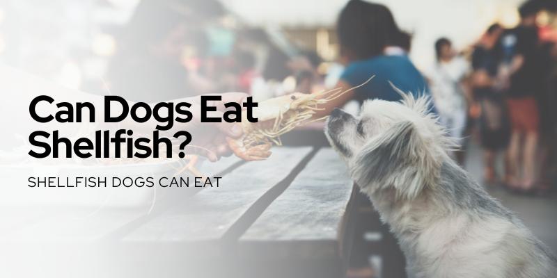 can dogs eat shellfish