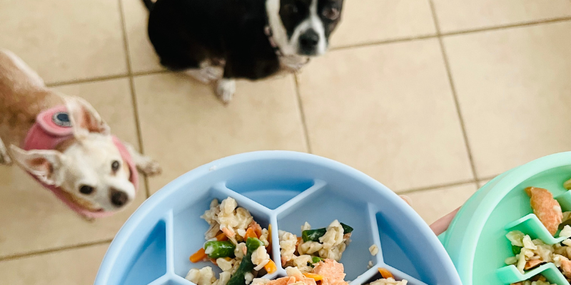homemade salmon dog food recipe