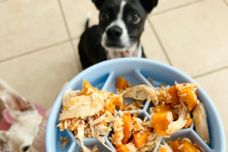 Sick Dog Food Recipe: Chicken, Pumpkin, Sweet Potato Rice Dish
