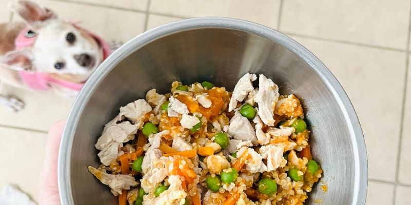 pumpkin dog food recipe