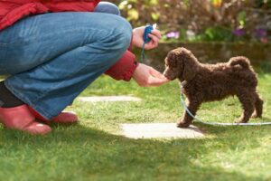 A Full Guide to Building Your Week-to-Week Puppy Training Schedule