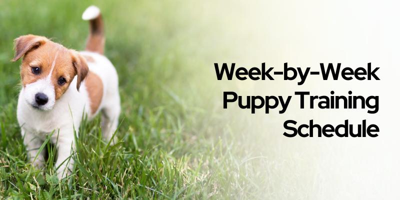 puppy training schedule