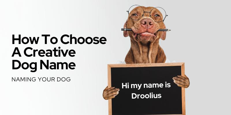 choose a dog name
