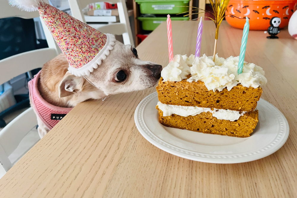 Homemade dog birthday cake for pups with sensitive stomachs, topped with whipped cream frosting
