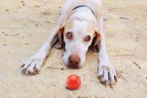 Understanding Sensory Loss in Dogs: Deafness and Blindness