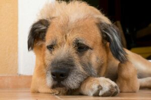 Understanding Dog Dementia: Signs, Stages, and Solutions