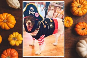 Winner Alert – October 2024’s BarkBox Giveaway