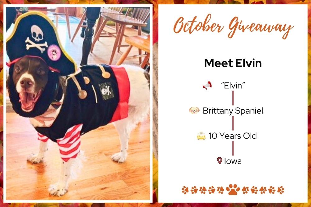 october 2024 bark box giveaway winner